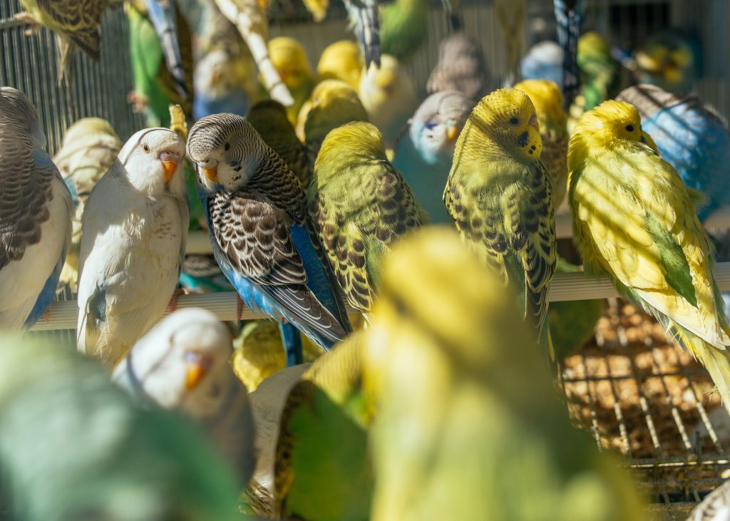 Colorful parrots
