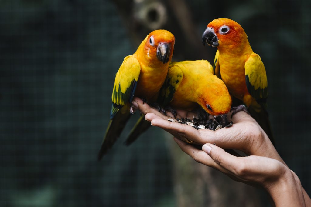 Parrots in Kuwait