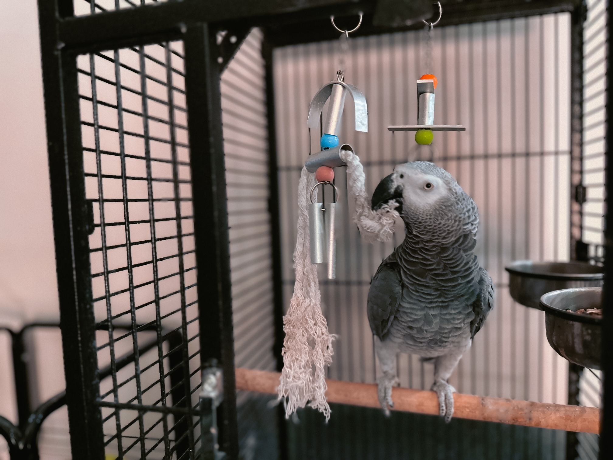 Grey parrot in his large cage.