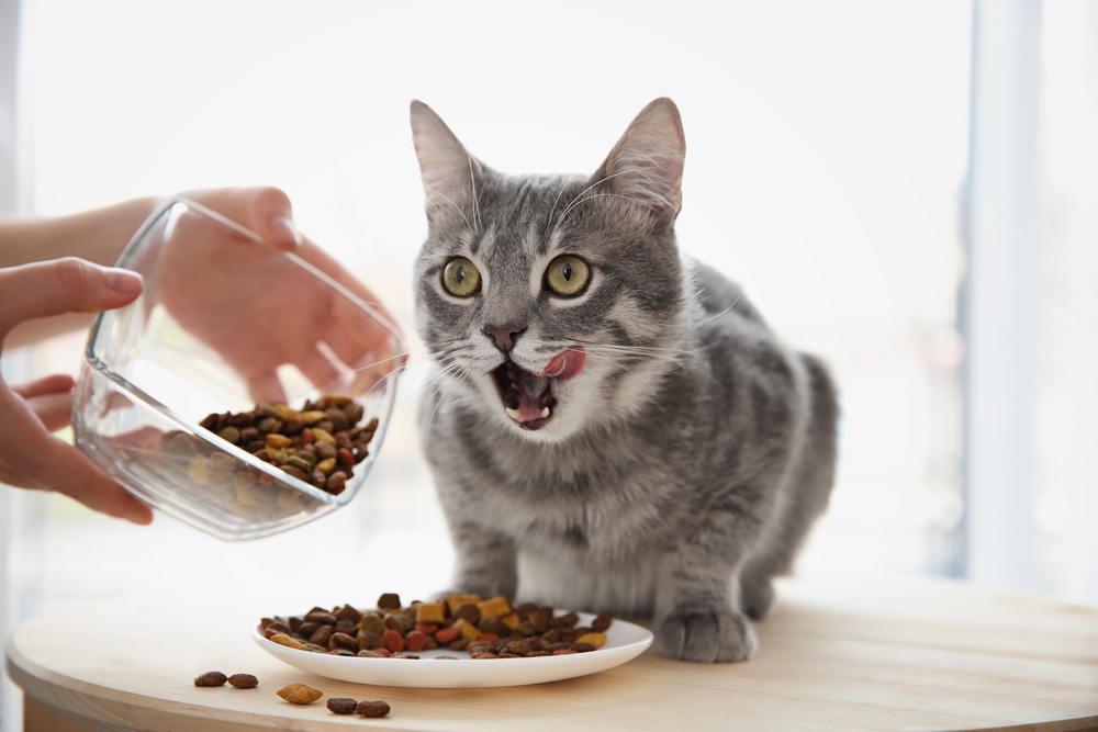 Cat eating dry food.