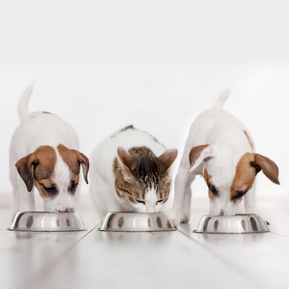 2 dogs and 1 cat eating together.