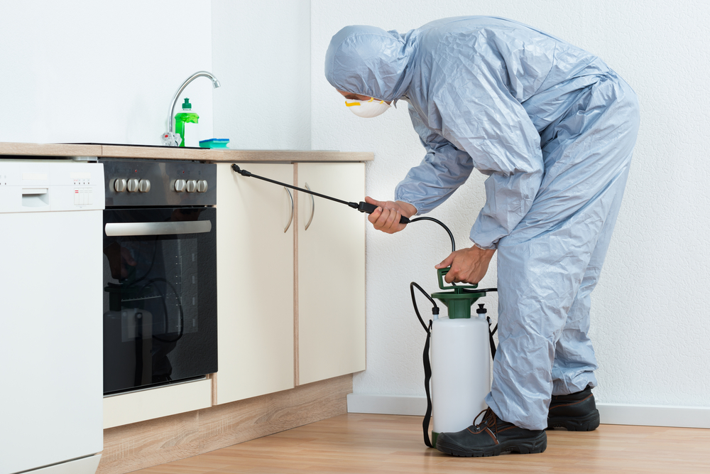 Pest control in the kitchen.