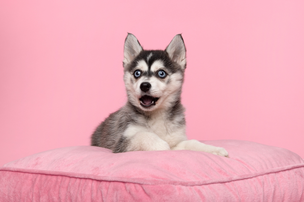 a little husky with a pink background