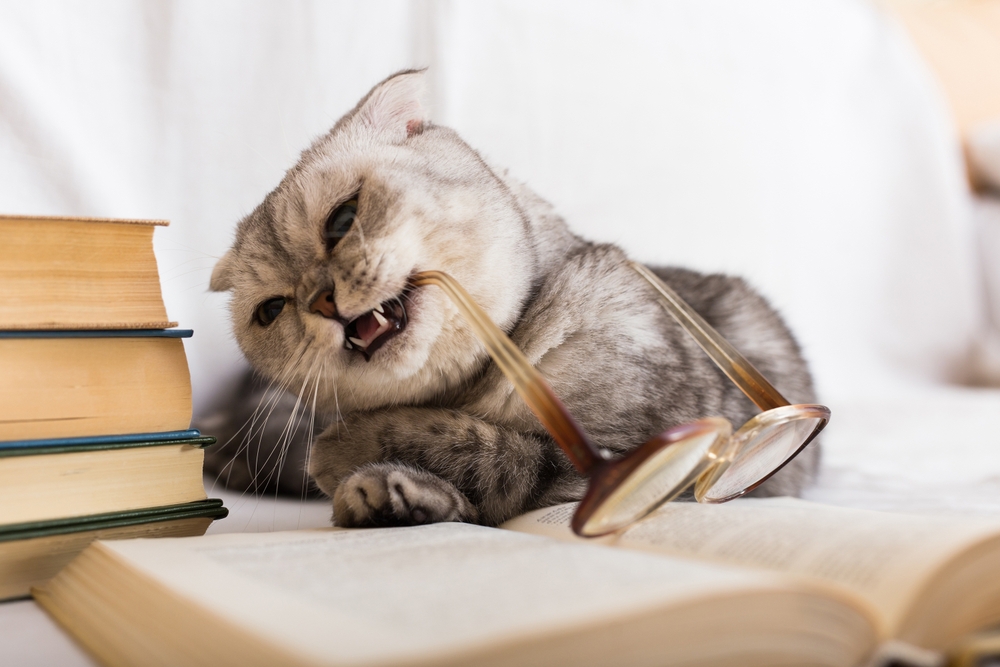 gray Scottish Fold cat playing and biting glasses