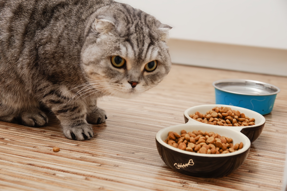 A gray Scottish fold cat around two plates of dry food.