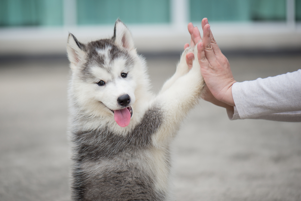 A playful husky playing with human hands, giving five.