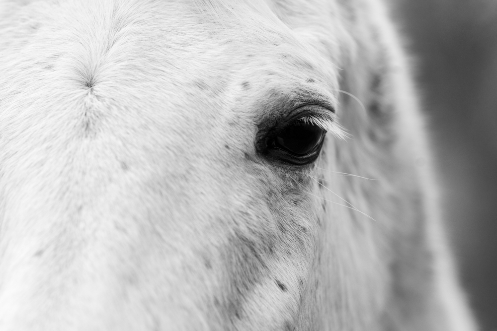 eye of white arabian horse