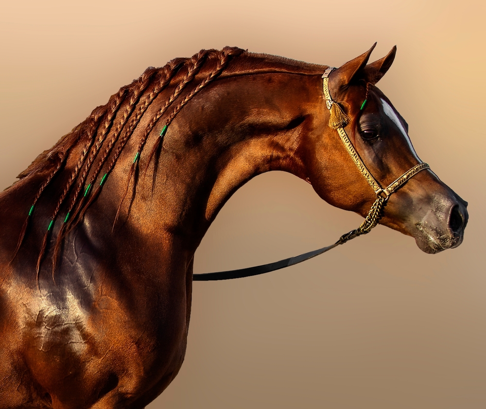 Brown Arabian Horse with braided hair.