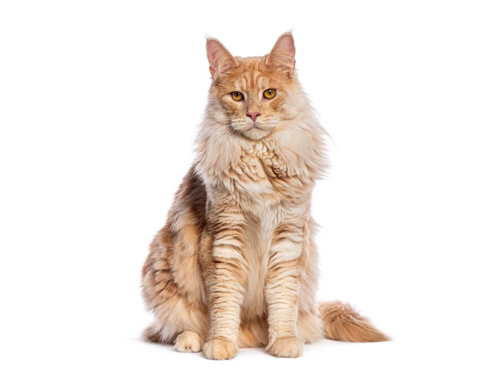 Brown maine coon cat sitting