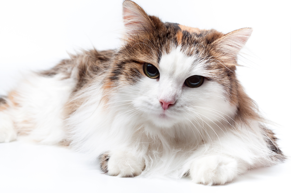 brown turkish angora cat laying on the ground