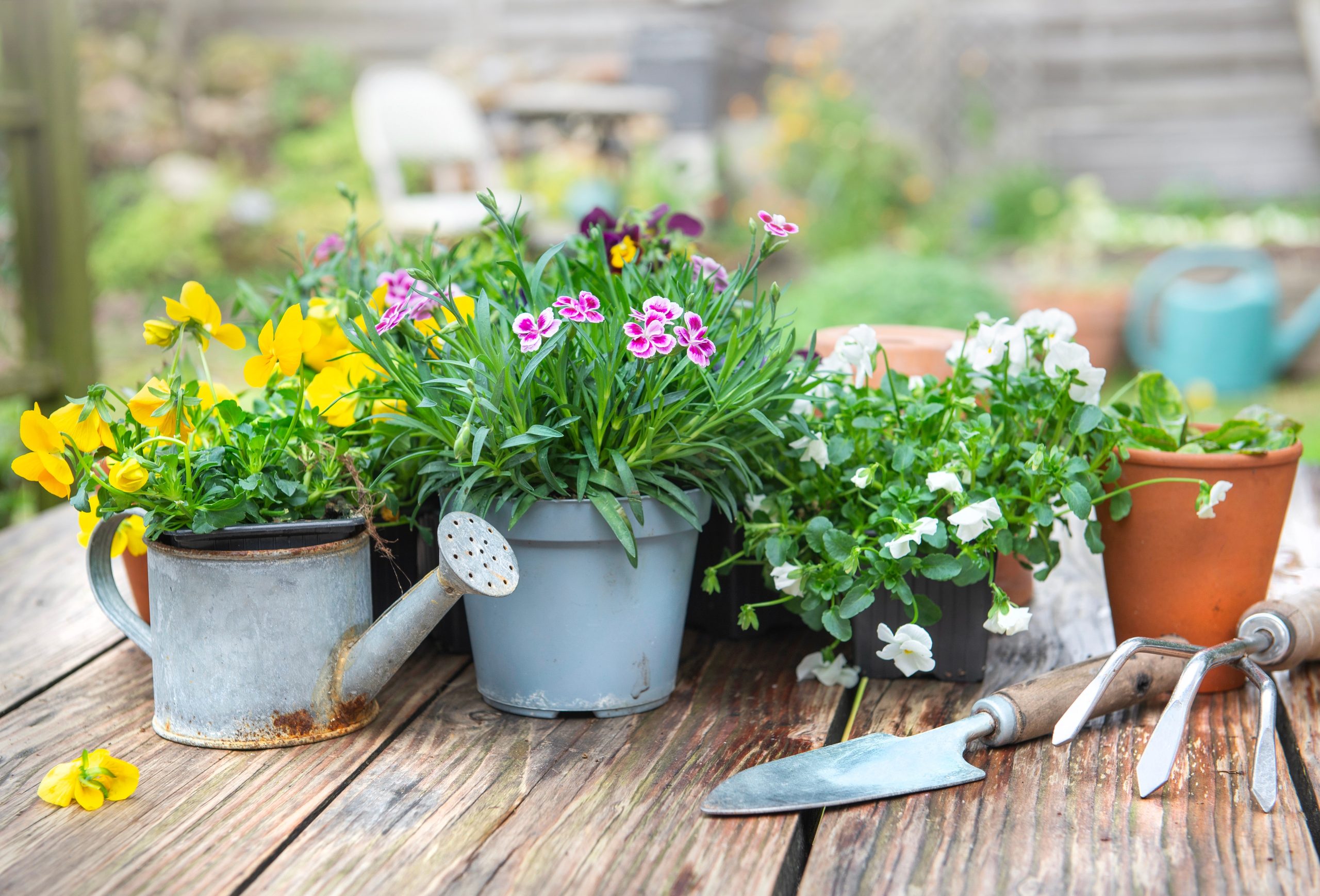 أدوات تنسيق حدائق