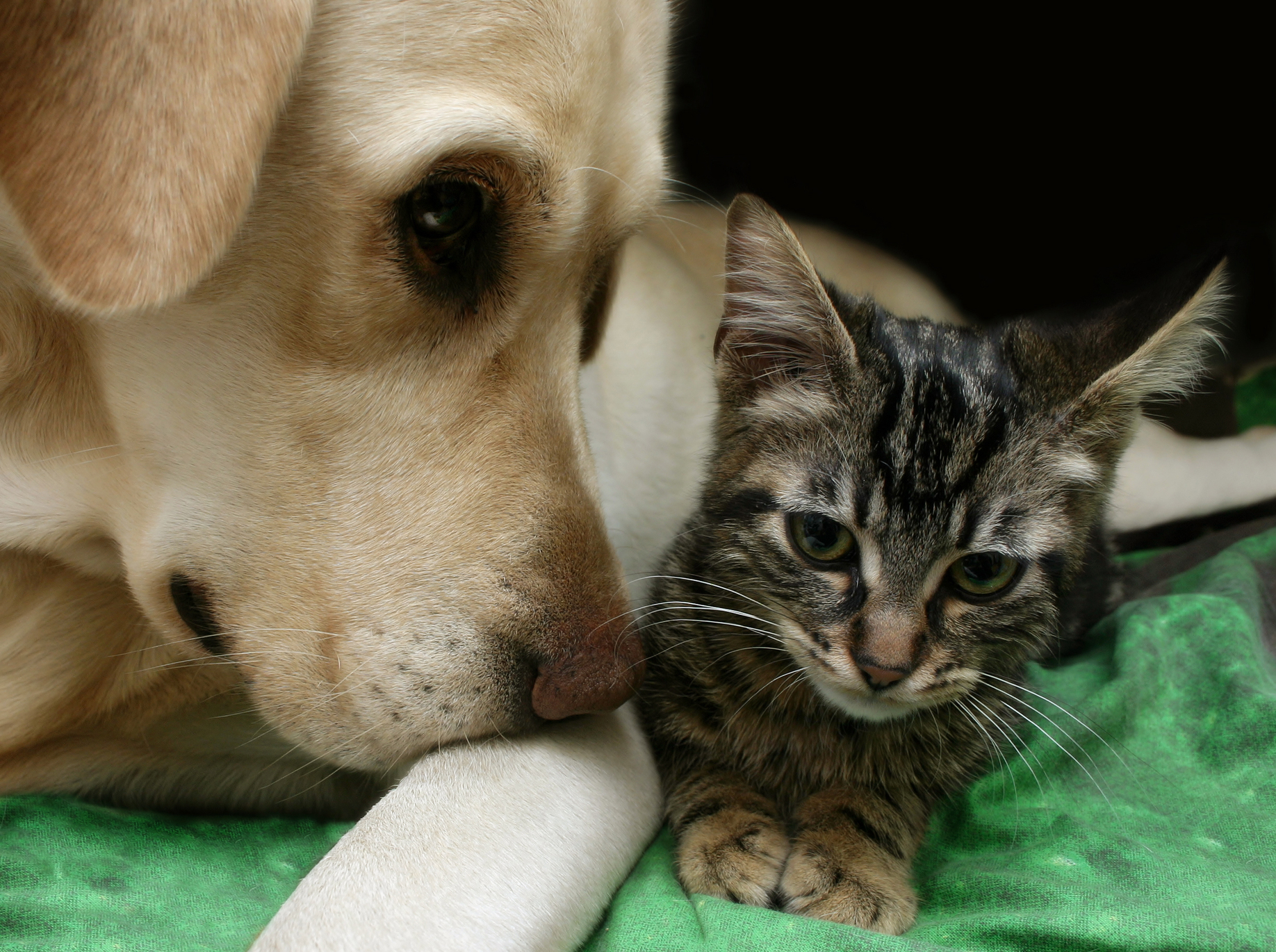 Cat and a dog.