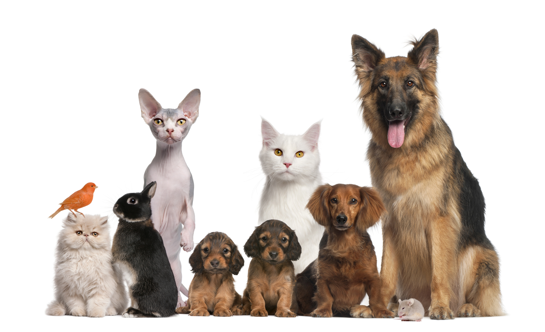 Group of pets including dogs, cats, parrots, and rabbits.